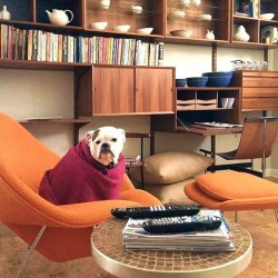 mcm modernism dog saarinen womb katavolos cado marrone
