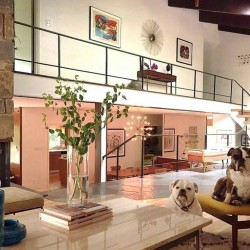 dogs mcm modernism house marrone beams ceiling