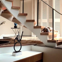 MCM stairs dog modernism house marrone