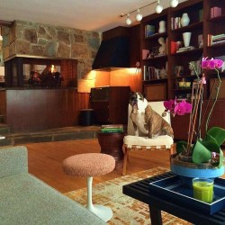 MCM dog fireplace Pierre Jeanneret home marrone