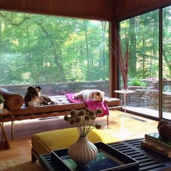 mcm dogs summer mies daybed marrone