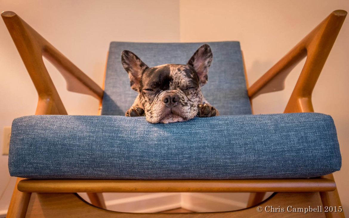 poul jensen z chair dogs on furniture mcm best facebook
